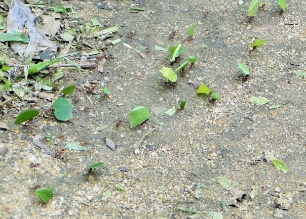 (leaf-cutter ants for Belize)